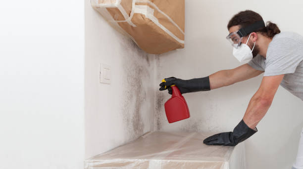 Basement Mold Remediation treatment on basement walls in Marion