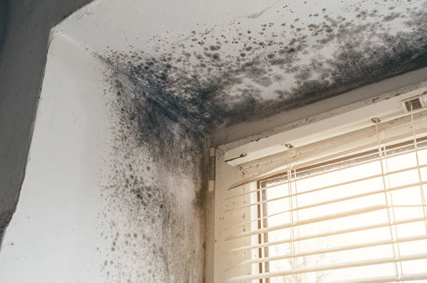 Mold Removal service in Marion